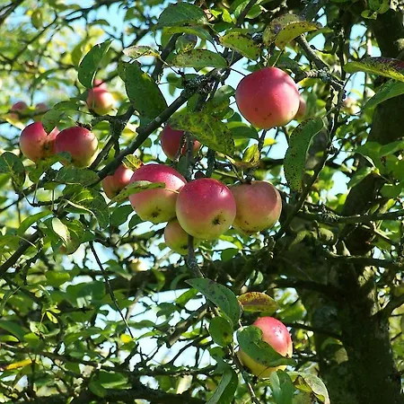 Le Des Trois Vaches Brionne