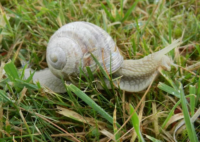 Le Des Trois Vaches * Brionne